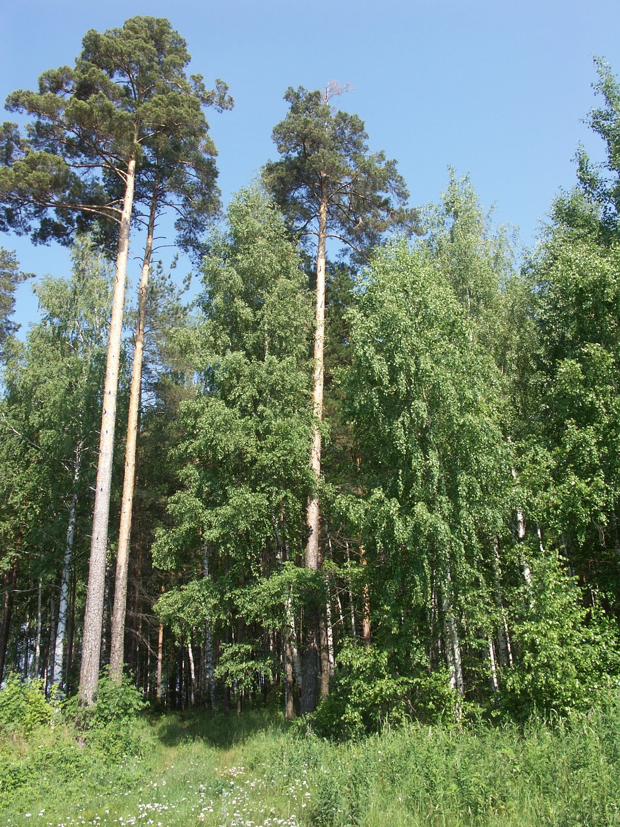 bor