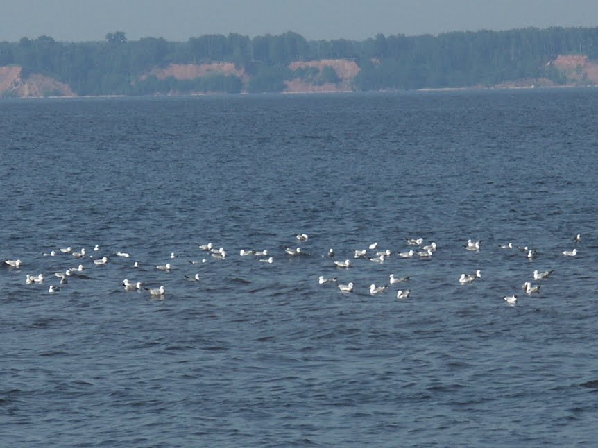 koloniya